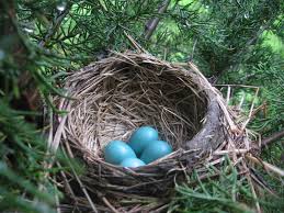 Robin's Nest 